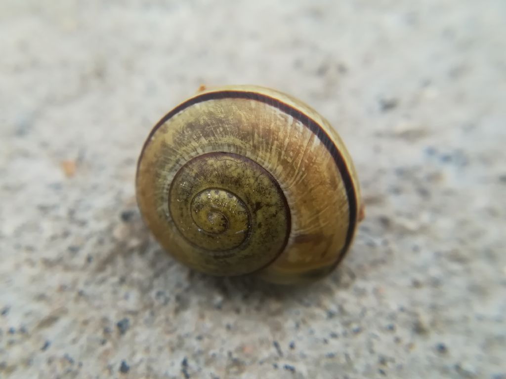 Cepaea nemoralis?